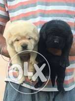 Labra female show qulity 40 days