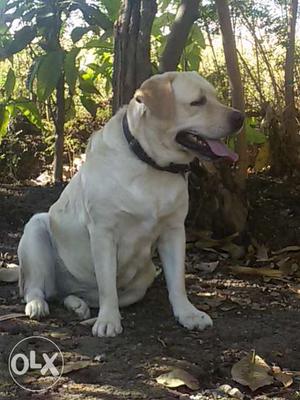 Labrador female for sale.rs only