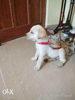 Labrador female puppy very beautiful, healthy and