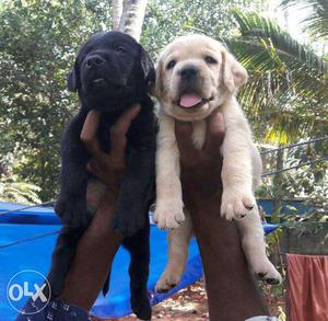 Labrador heavy size male and female puppies