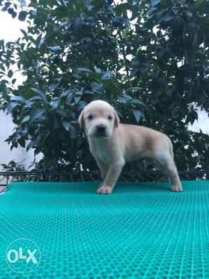 Labrador pup male and female available male  female 