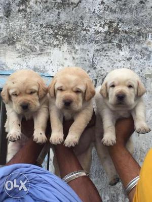 Labrador puppies good quality heavy and healthy