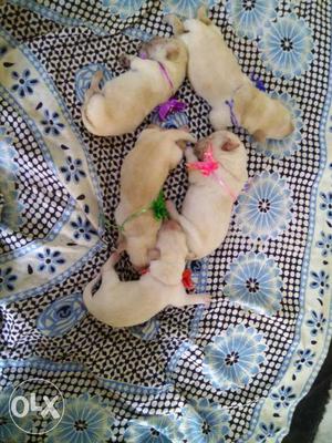 Labrador puppies...of 5days old. male =
