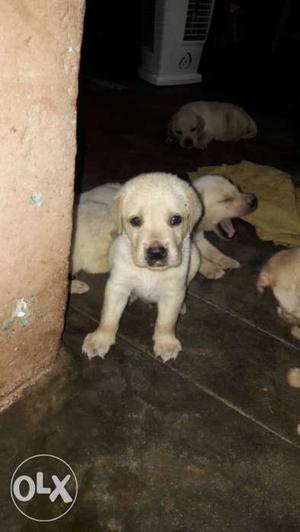 Labrador puppy good growth male and female