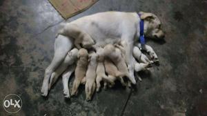 Labrador retriever pure breed available. 101%