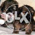 Lhasa Apso, Shihtzu, Chow Chow, Poodle, Maltese Pups for