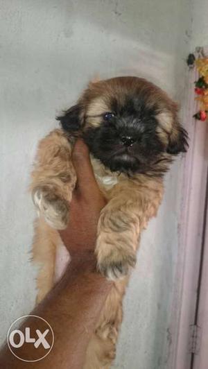 Lhasa apso champion puppies available with k.c.i