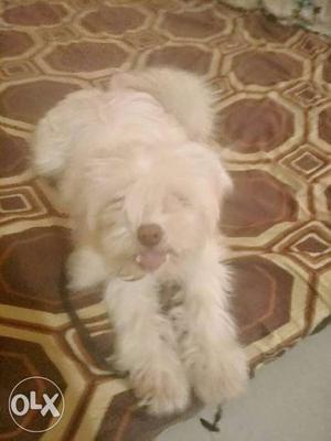 Lhasa apso male puppy very cute and adorable only