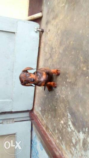Liver And Tan Smooth Dachshund Puppy