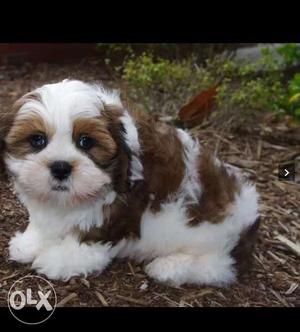 Long Coat White And Tan shihtzu pupp all breed Puppy