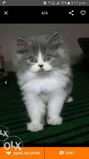 Long fur pure breed baby persian cats kitten