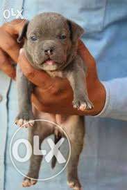 Lovely breed american bully puppy