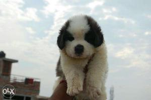 MAX KENNEL =Very Good Quality St bernard puppies call me=