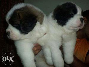 `MAX KENNEL i want to my cute pup st bernard for sell