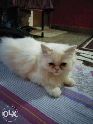 Malaysian Punch Face Persian Female Kitten for Sale on a