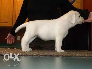 Male And Female Lab PuPPies At Reasonable price