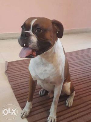 Male Boxer Dog available for mating