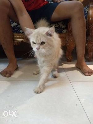 Male Persian cat.1 year old. shiny golden. Rate negotiable.
