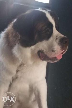Male St.bernard available for crossing.