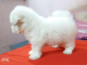 Maltese puppies With kci paper and microchip