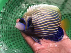 Marine fish Availble Bangalore whole sale or Retail price