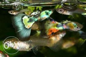 Multicolored Scale Fish