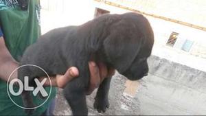 My lab sell