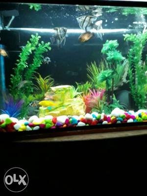 Newly fish tank made..want to sell urgently with
