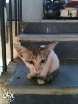 Nice and friendly kitten price can be low