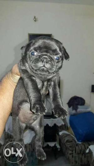 OO5 Z Black pug male and female puppy pure breed pets