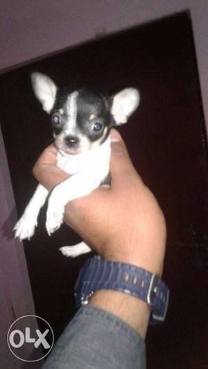 OXFORD KENNEL High quality import lines Vaccinated chihuahua