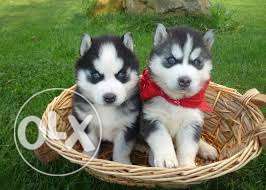 OXFORD KENNEL Quality husky very good healthy puppy's