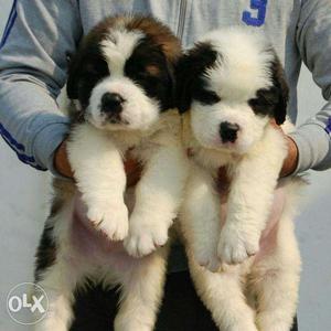 OXFORD KENNEL Quality of Pure St. Bernard pups available and