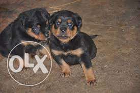 OXFORD KENNEL Show QUALITY rottweiler puppies ready to sale