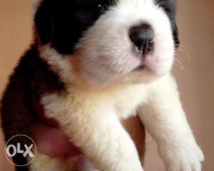 OXFORD KENNEL St.Bernard Available! Only Quality Pups For