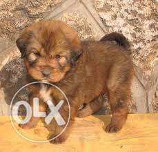 OXFORD KENNEL =Tibetan mastiff puppies Import The Best