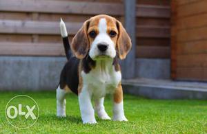 Offer of the day beagle female in very low price