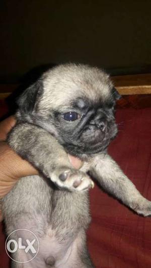 One mont pug puppies.. all r males...once