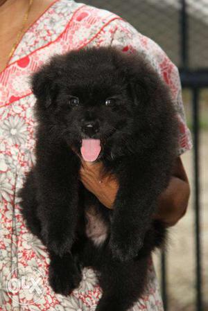 One month old Pomeranian dogs White(male)-