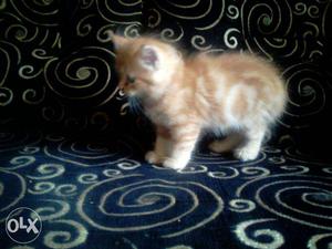 Orange And White Tabby Kitten