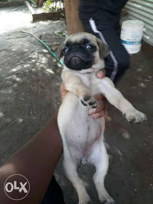 Original pug puppy very talented available