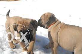 Oxford kennel =champion blood line bullmastiff puppy