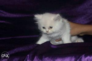 Persian cat available for sale