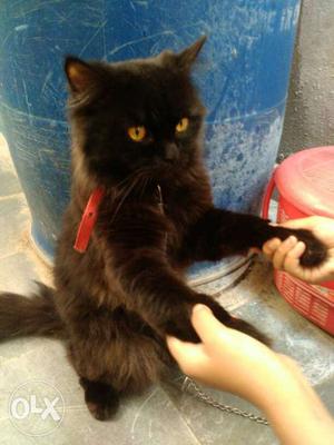 Persian cat black colour