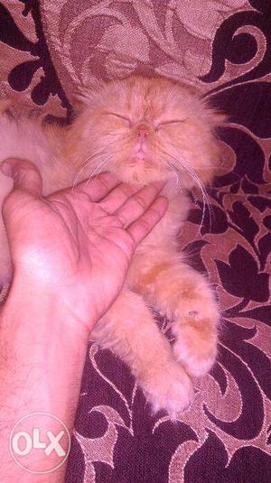 Persian cat punch face imported Bloodline