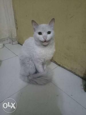 Persian cat white
