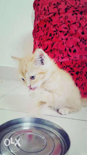 Persian kitten...50 days old for sale with litter