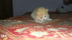 Person cat kittan