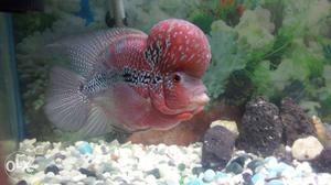 Pink And Gray Cichlid Flowerhorn