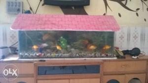 Pink Wooden Fish Tank Roof